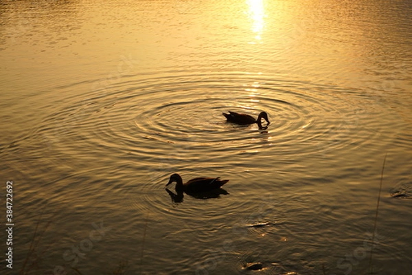 Obraz 二羽の鳥のシルエット
