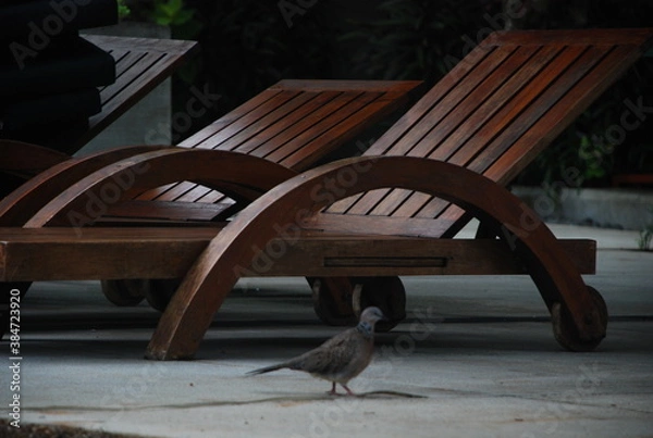 Obraz bird in the park