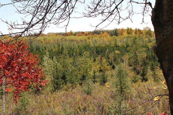Obraz autumn in the forest