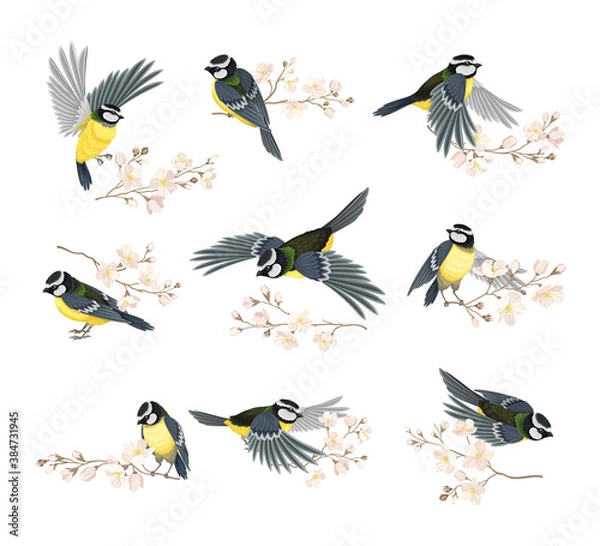 Obraz Tit Bird with Black Head and White Cheeks Flying and Sitting on Apple Blossom Branch Vector Set