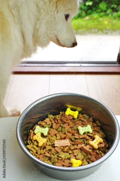 Fototapeta ゴハンを待つ愛犬