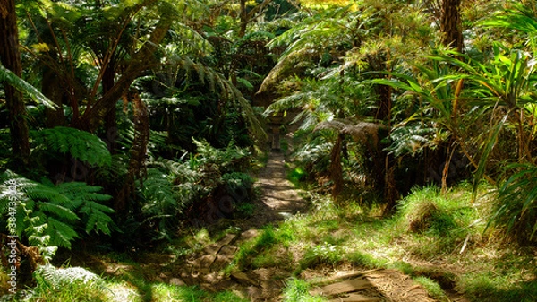 Obraz Lush and plant in the Junglee 