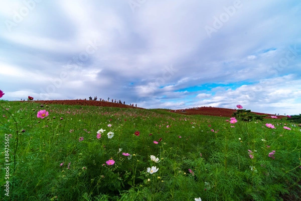 Obraz landscape with flowers