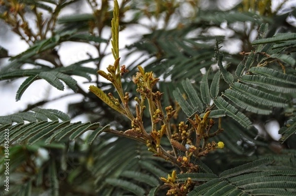Fototapeta Tree branch