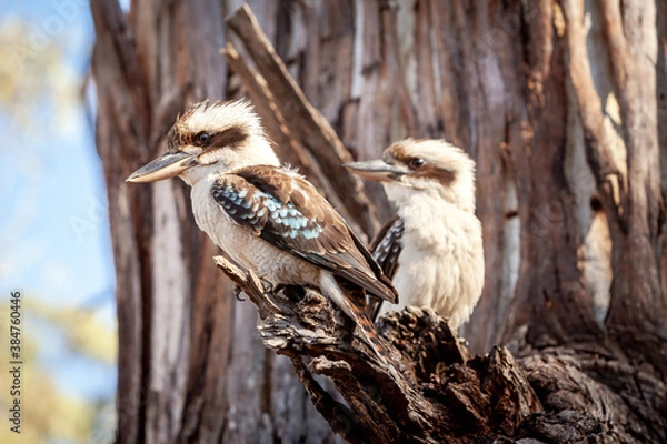 Fototapeta Kookaburra sits in Gum Tree Eucalyptus Forest Australia