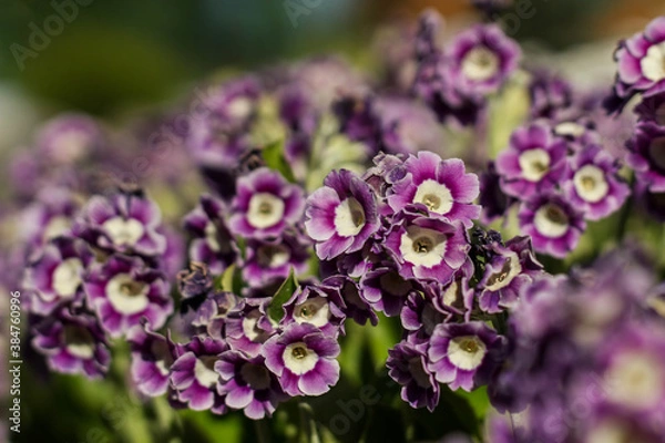 Fototapeta Beautiful violet, yellow and purple primula x, pubescens flowers blooming in summer.