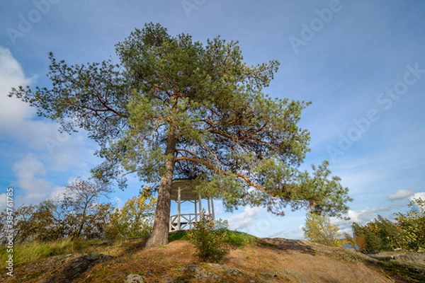 Fototapeta 
big pine tree in autumn park