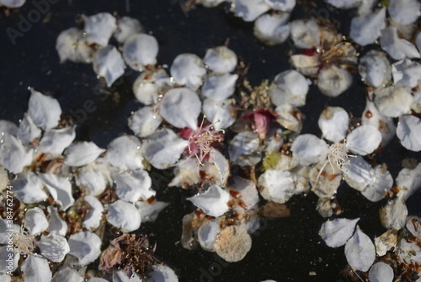Obraz Cherry blossoms above the pond 연못 위 벚꽃