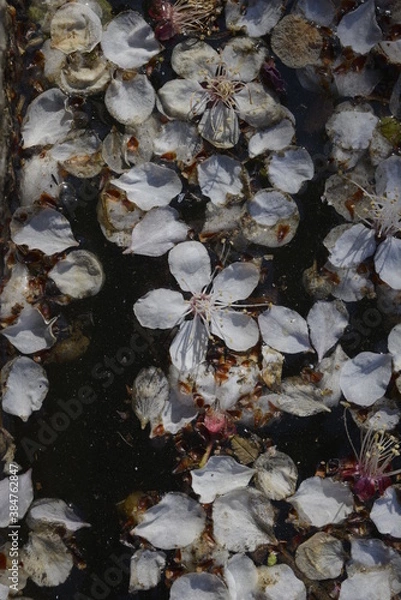 Obraz Cherry blossoms above the pond 연못 위 벚꽃