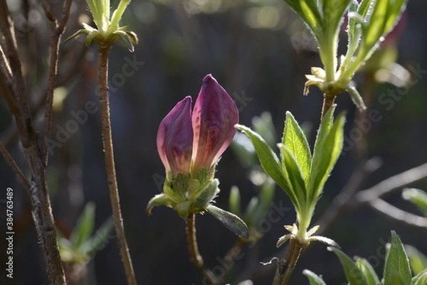 Obraz Azaleas in Independence Gate Park독립문공원의 철쭉
