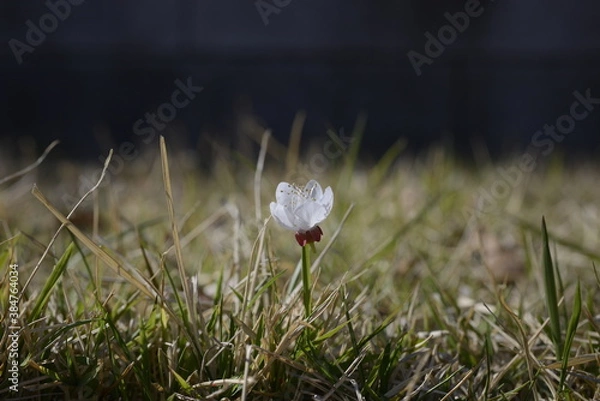 Obraz Seoul spring flowers 서울 봄꽃