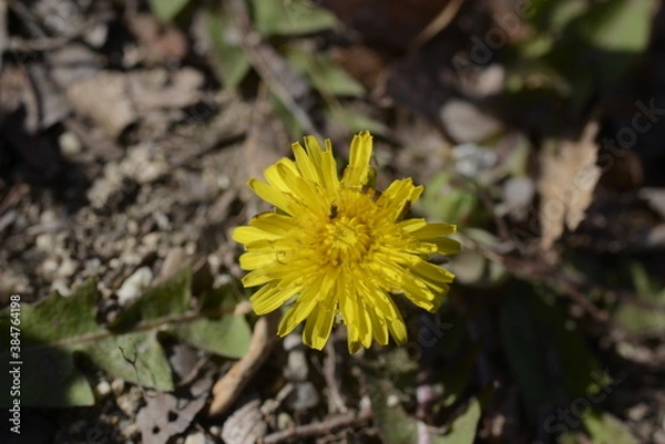 Obraz Seoul spring flowers 서울 봄꽃
