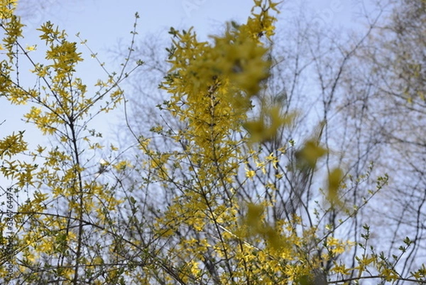 Obraz Seoul spring flowers 서울 봄꽃