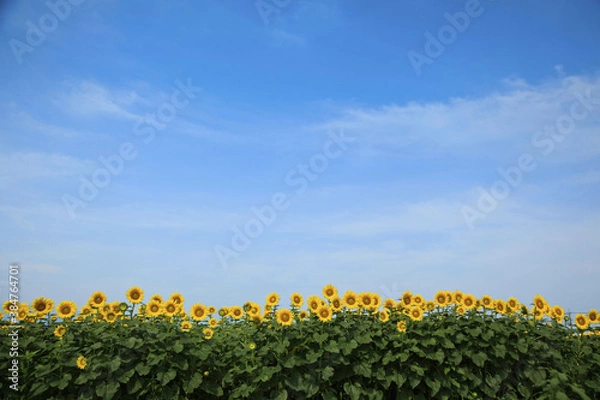 Fototapeta 青空に咲くひまわり