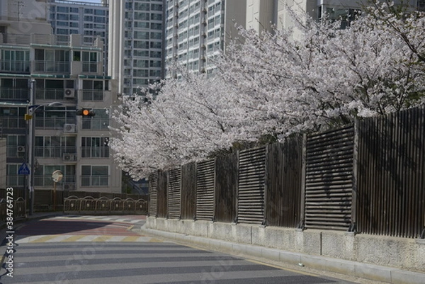 Obraz Seoul spring flowers 서울 봄꽃