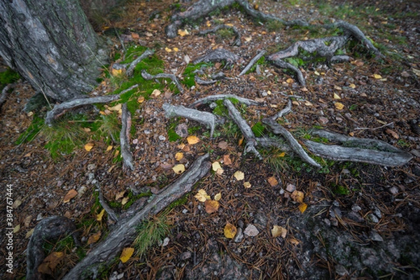 Fototapeta the roots of trees in the autumn forest