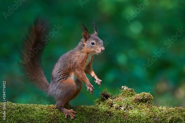 Obraz Red squirrel ,,Sciurus vulgaris,, in deep danube forest in summer, Slovakia, Europe