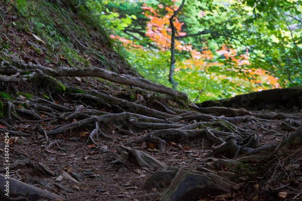 Fototapeta 日本の至宝　奥日光・日光湯元の自然豊かな湯ノ湖一周ハイキングコース