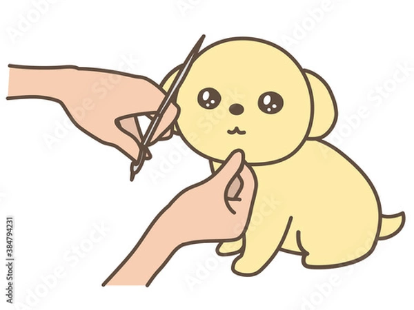 Fototapeta 犬のトリミング　カット