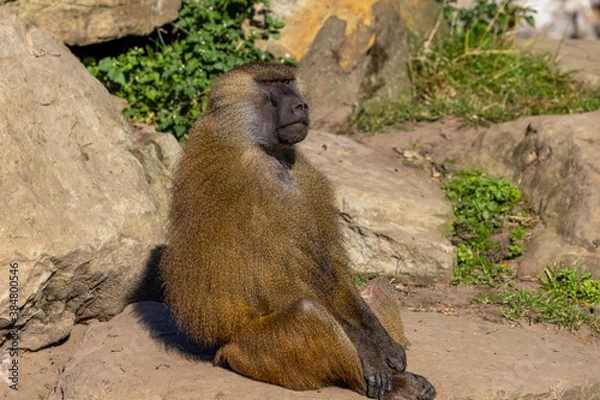 Obraz Guinea baboon (Papio papio)