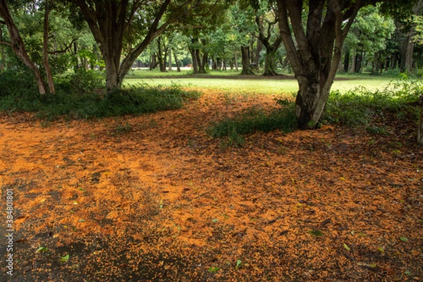 Fototapeta 散った金木犀