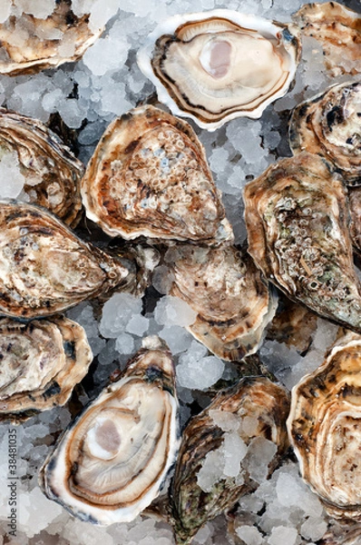 Obraz Oysters on ice