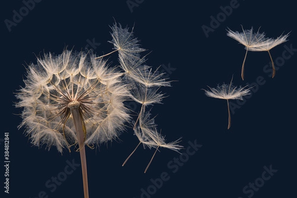 Fototapeta dandelion seeds fly from a flower on a dark blue background. botany and bloom growth propagation.