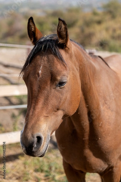 Obraz portrait of a horse