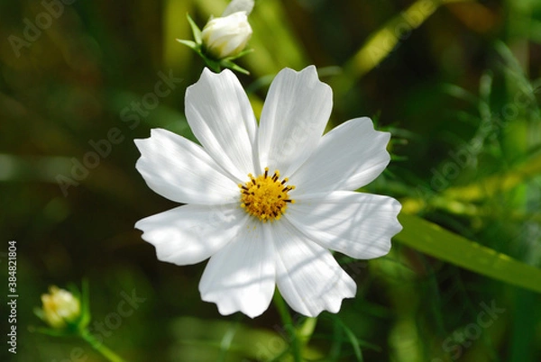 Fototapeta コスモス