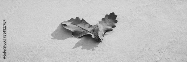 Obraz Two autumn oak leaves on a concrete slab.