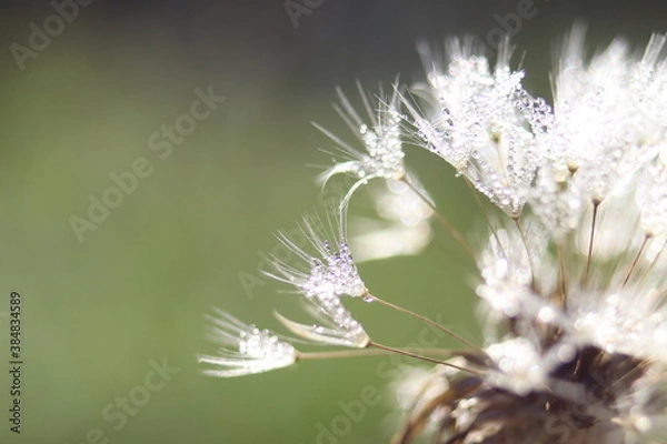 Fototapeta dmuchawiec