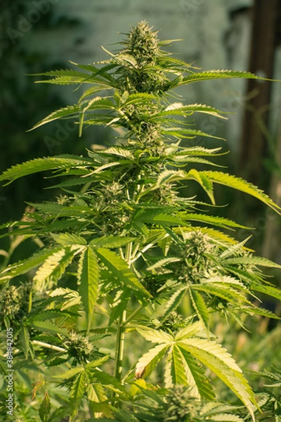 Obraz cannabis