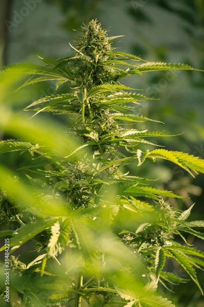 Obraz cannabis