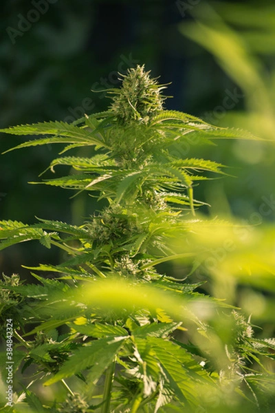 Obraz cannabis