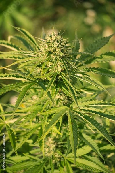 Obraz cannabis