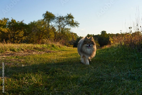 Obraz dog running in the grass