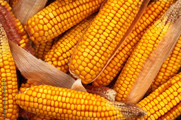 Obraz Freshly peeled yellow corn cobs