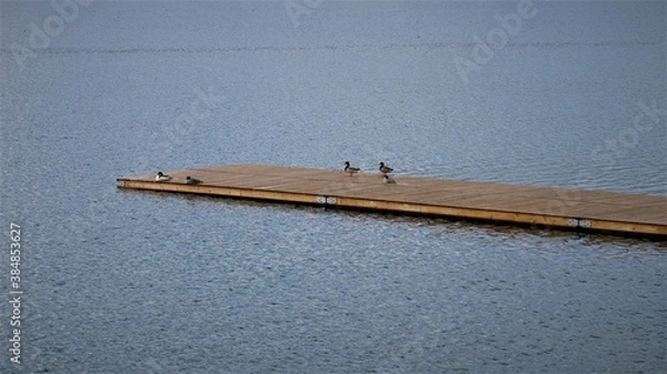Obraz Birds on a pier