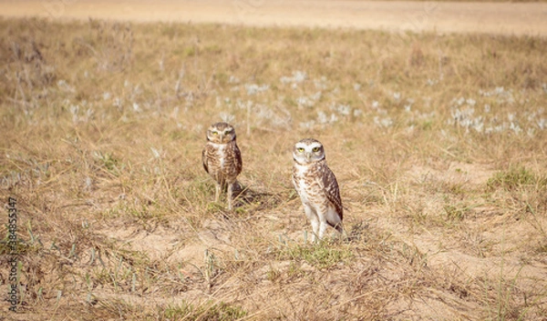 Obraz búho, lechusa 
