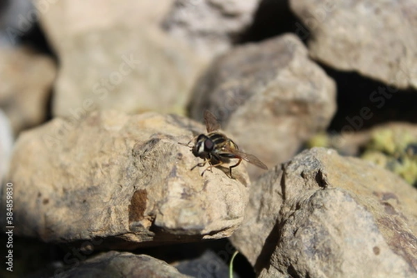 Obraz Insekt und Stein