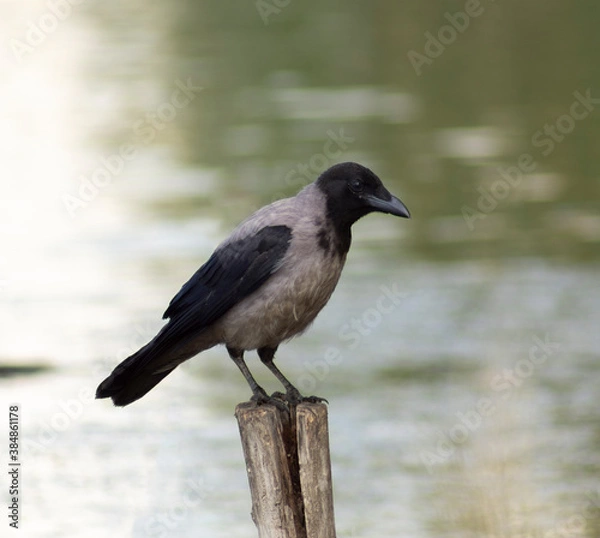 Obraz A crow sits on a bar