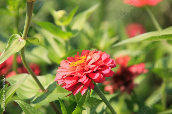 Fototapeta ヒャクニチソウ