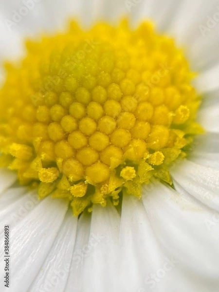 Obraz yellow daisy flower