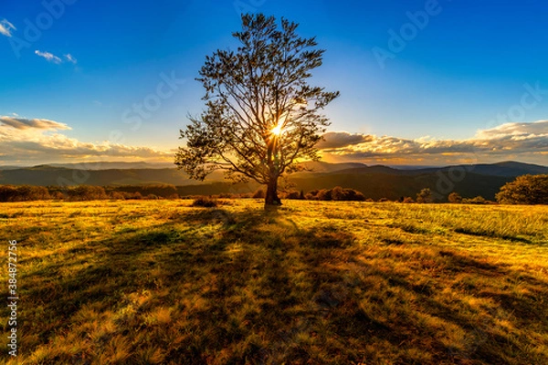 Fototapeta Jesienne drzewo