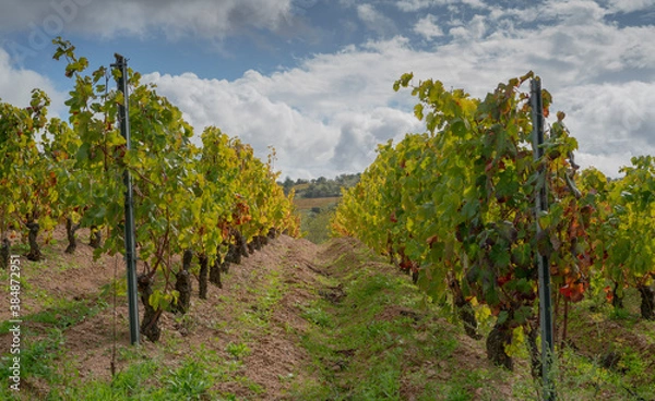 Fototapeta vineyard of the mandrolisai vineyard with autumn colors, arise, central sardinia