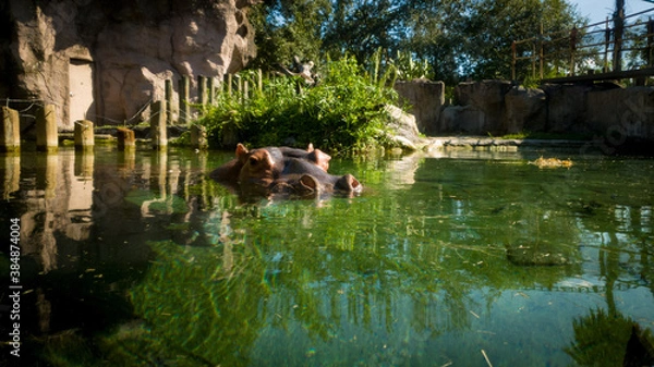 Obraz Hippo in water