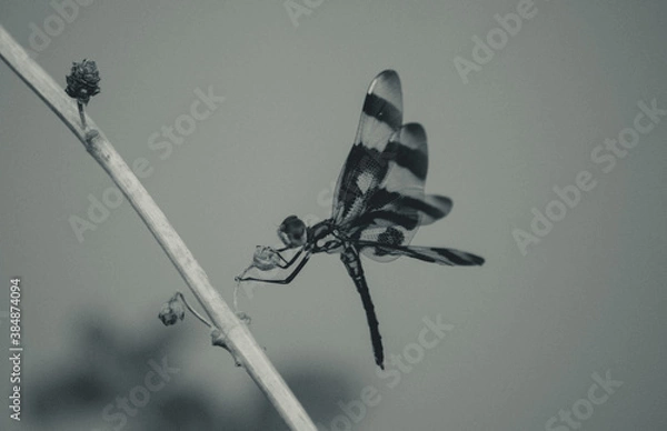 Obraz dragonfly on a branch