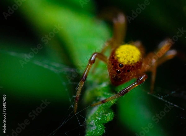 Obraz spider on a leaf