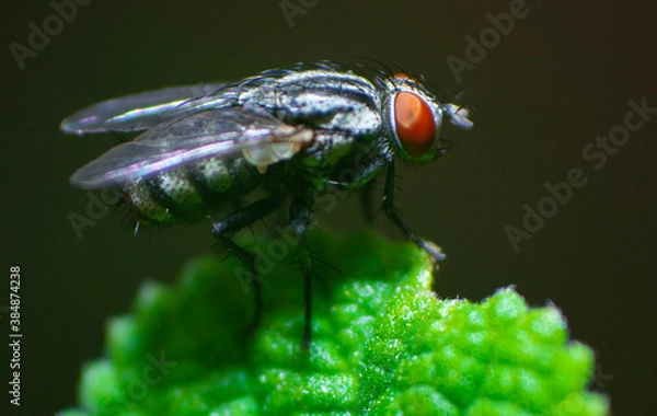 Obraz fly on leaf