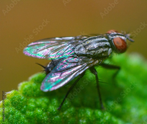 Obraz fly on leaf